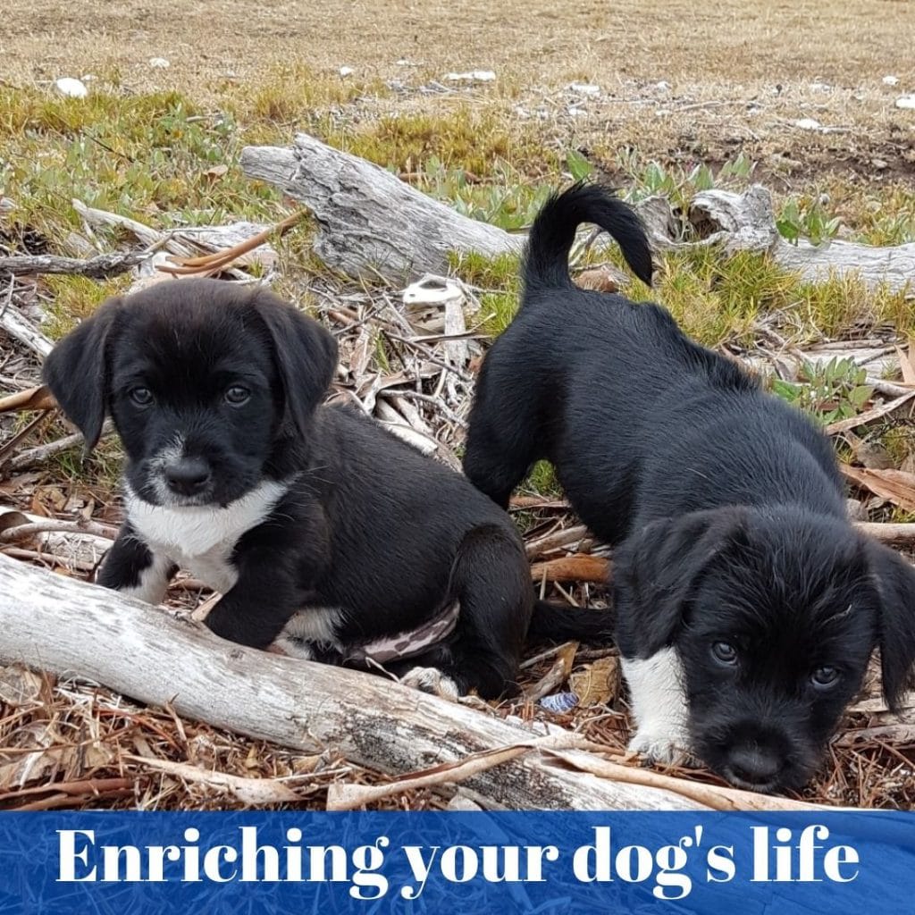 Boredom busters for your dog - Dogs' Homes of Tasmania