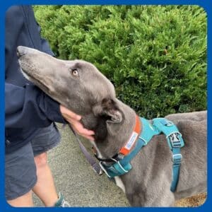 greyhound being held by woman