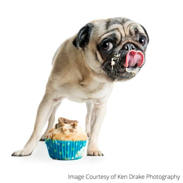 Pug licking a pupcake treat