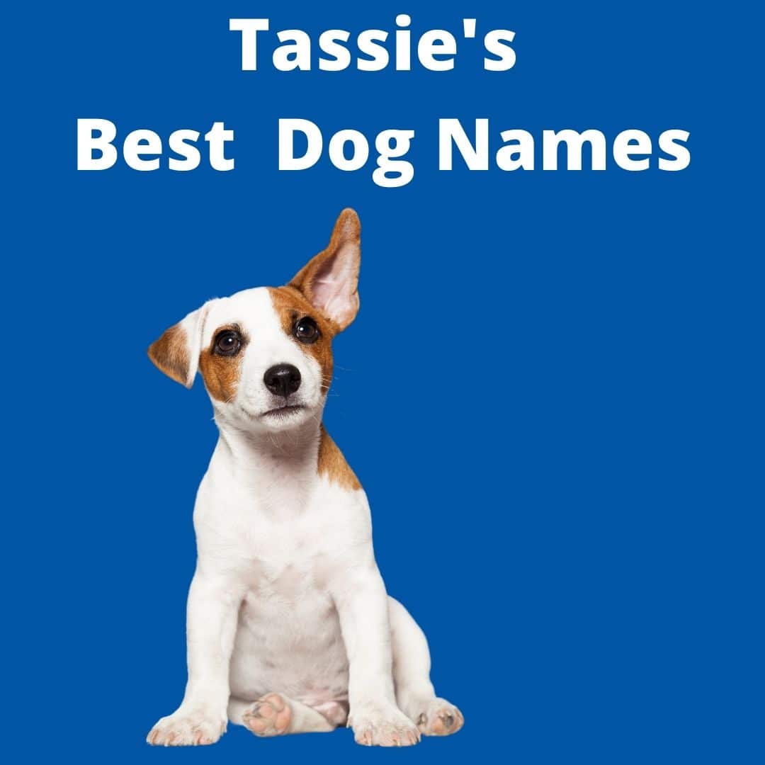 Tassie's Top Dog Names Dogs' Homes of Tasmania
