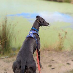 greyhound walking with foster carer