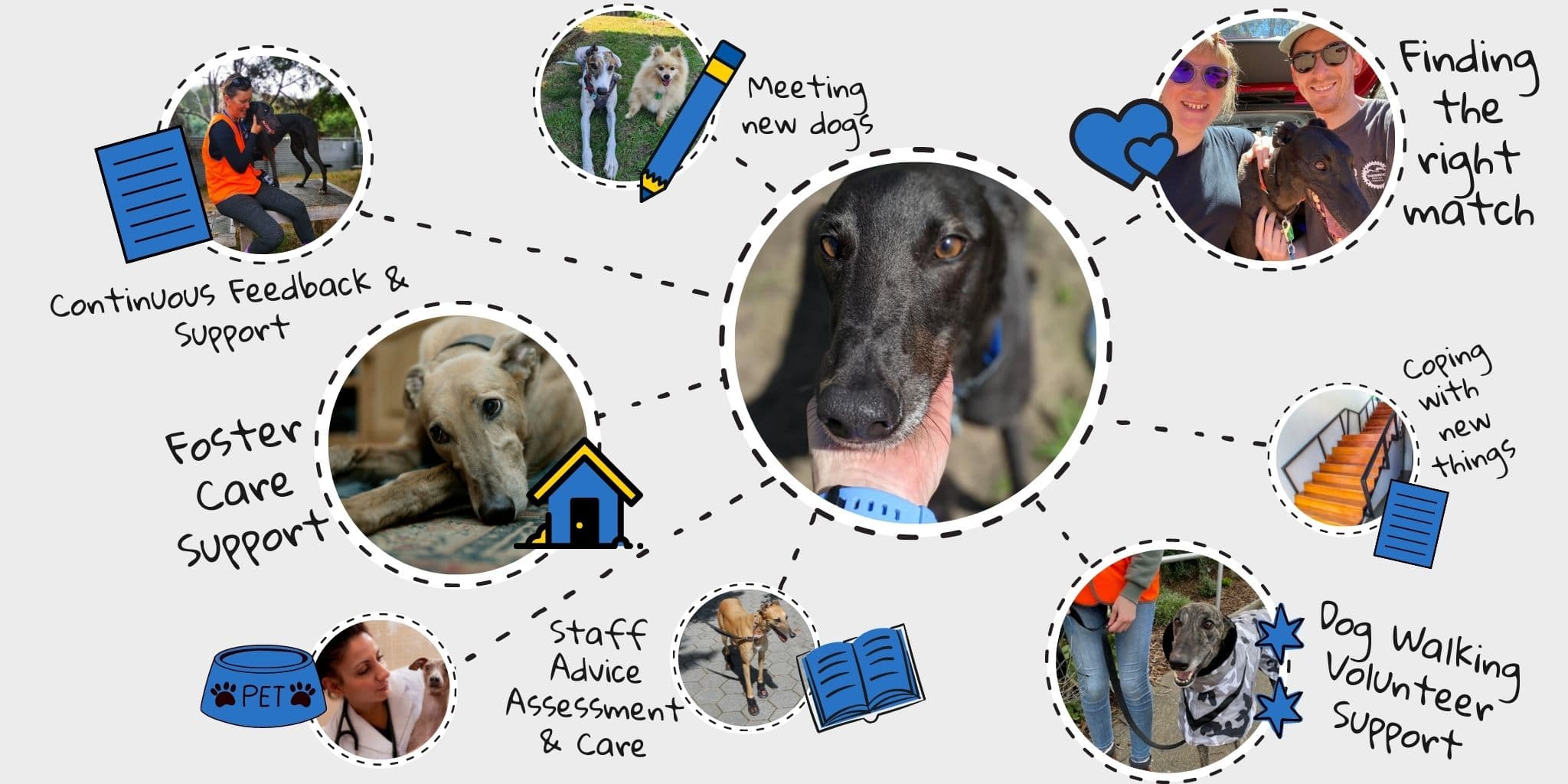 Greyhound rehabilitation