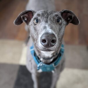 Greyhound ready for adoption