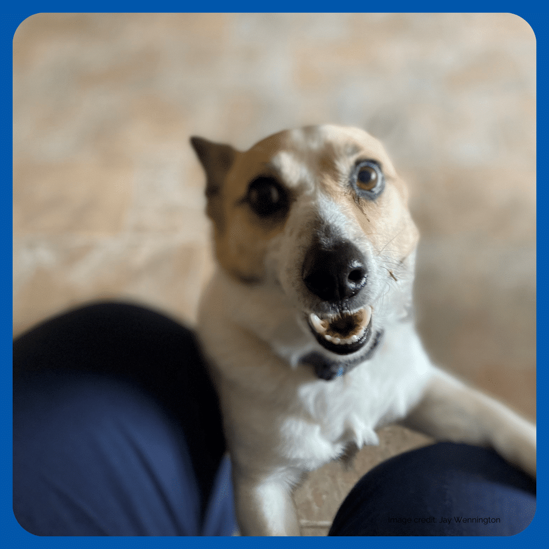 Rodney the Jack Russell says hello.