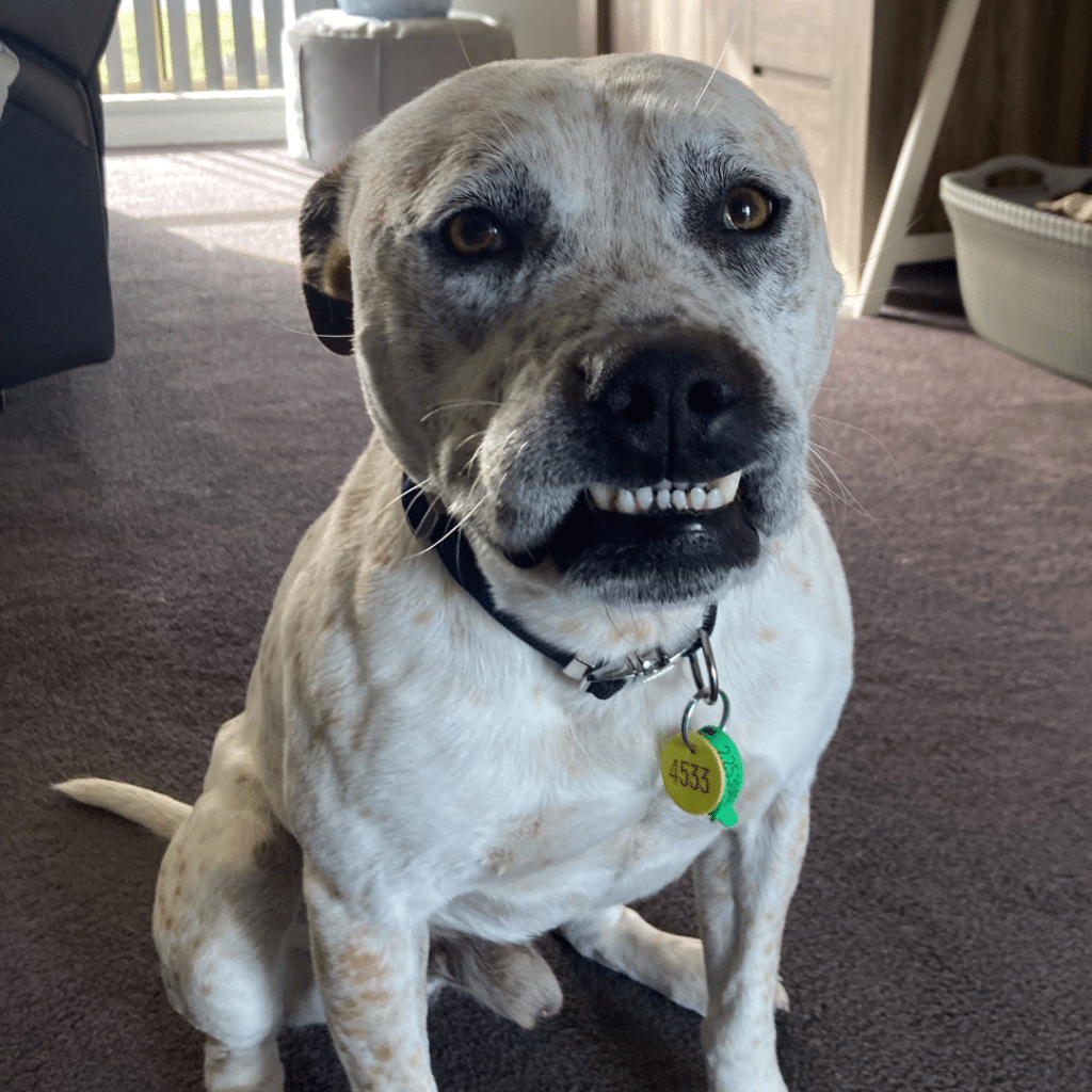 Sam showing his pearly whites