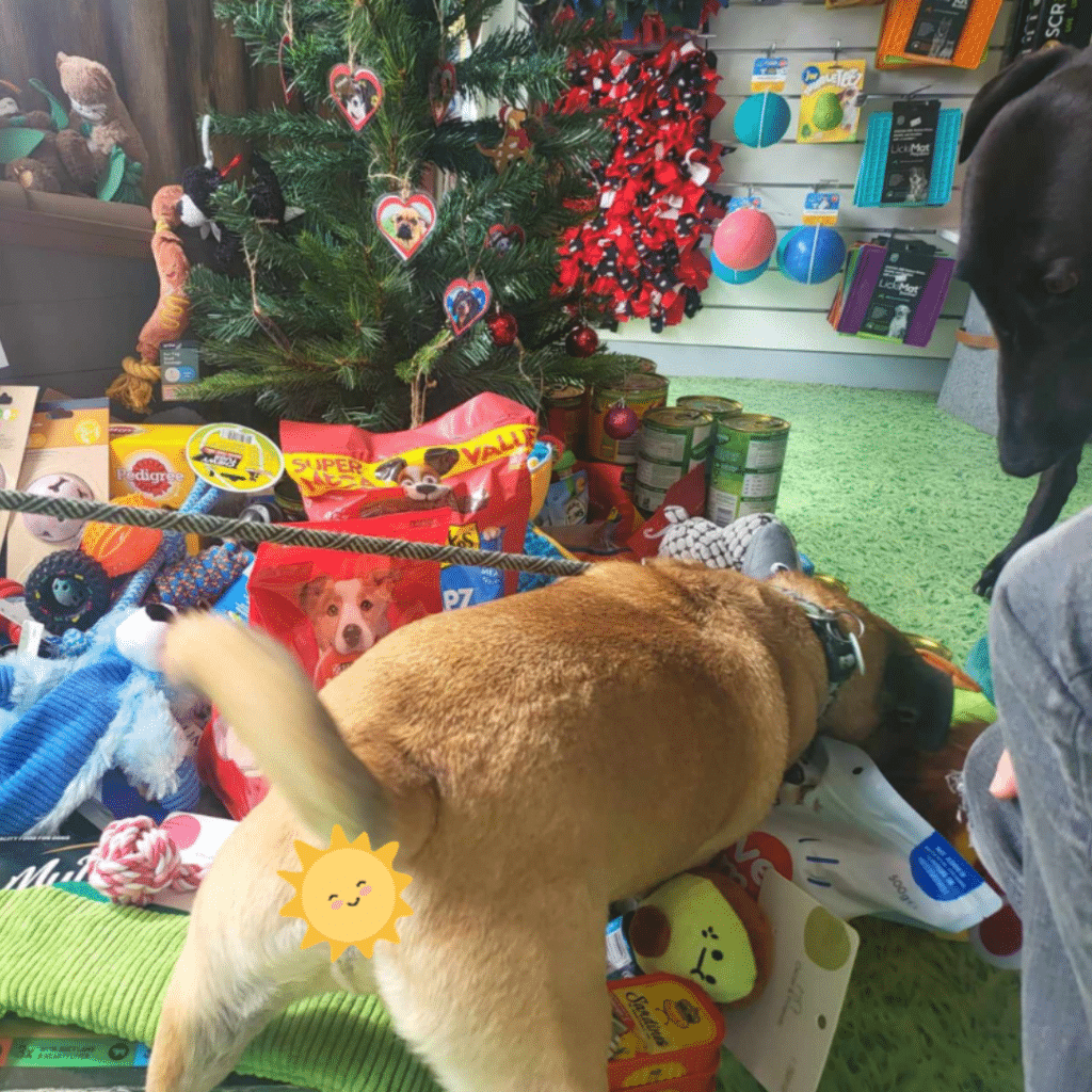 Dudley sniffing out all the doggie donations