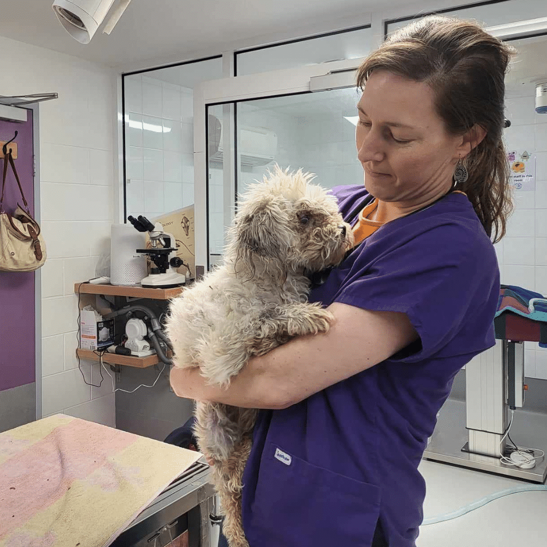 Elliot when he first arrived at the Dogs' Homes