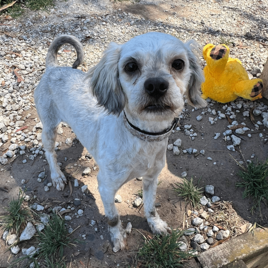 Elliot waiting to be adopted