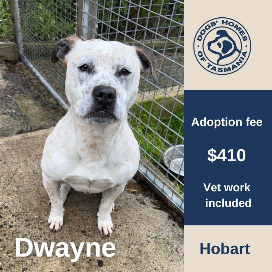 Dwayne's (now Sam) adoption profile.