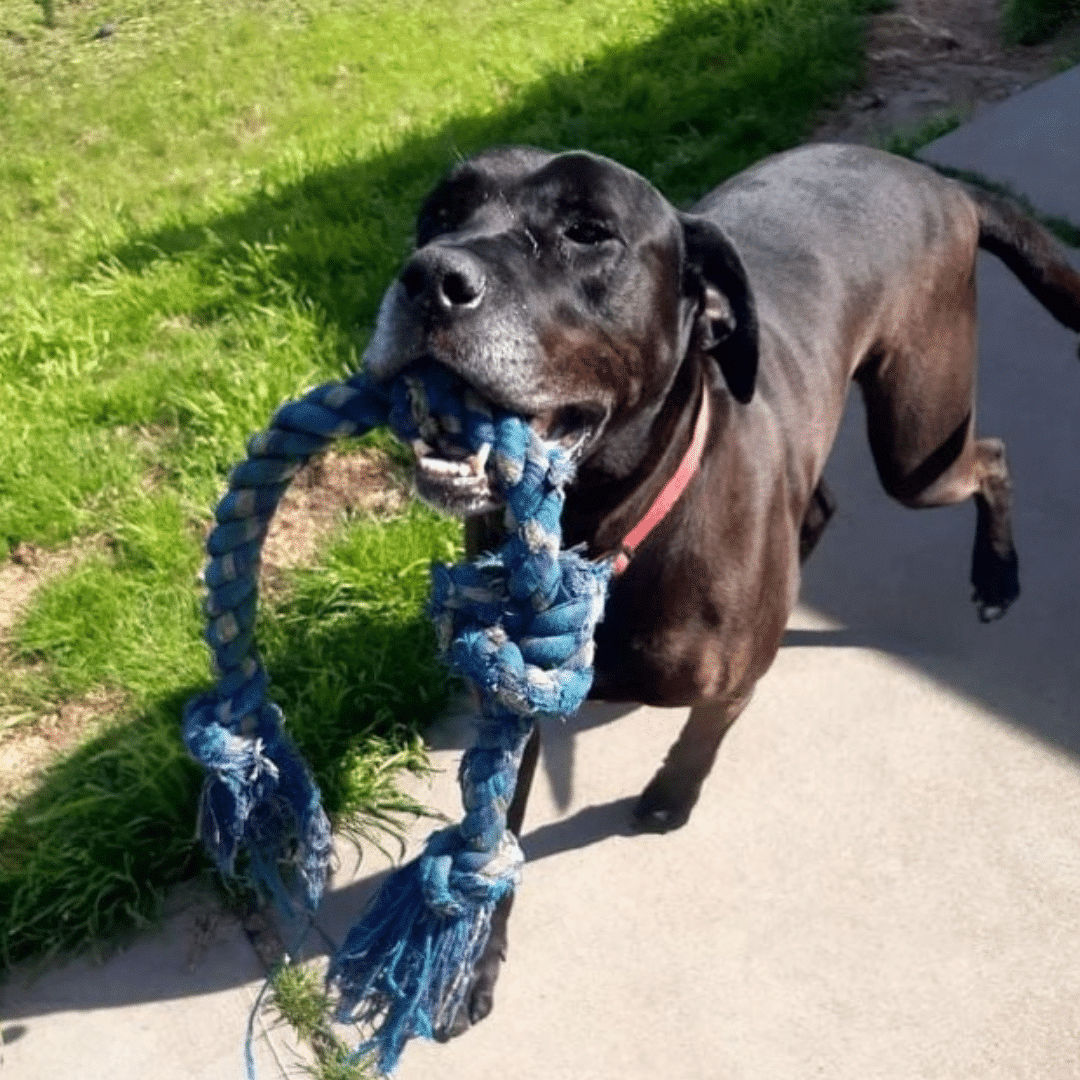 Bobo playing at the Hobart Dogs' Home