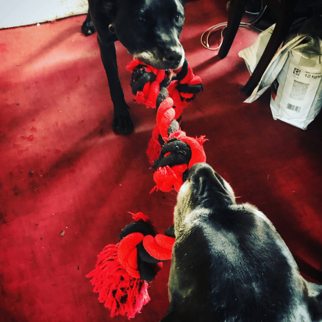 Playing tug of war with him mum Boo