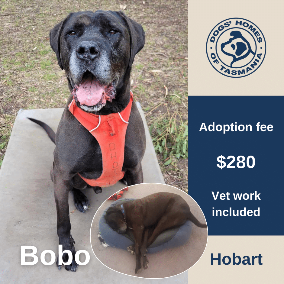 Bobo's adoption profile picture
