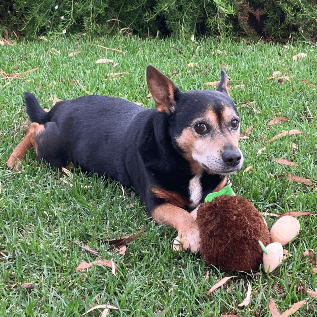 Boston with his stuffed toy