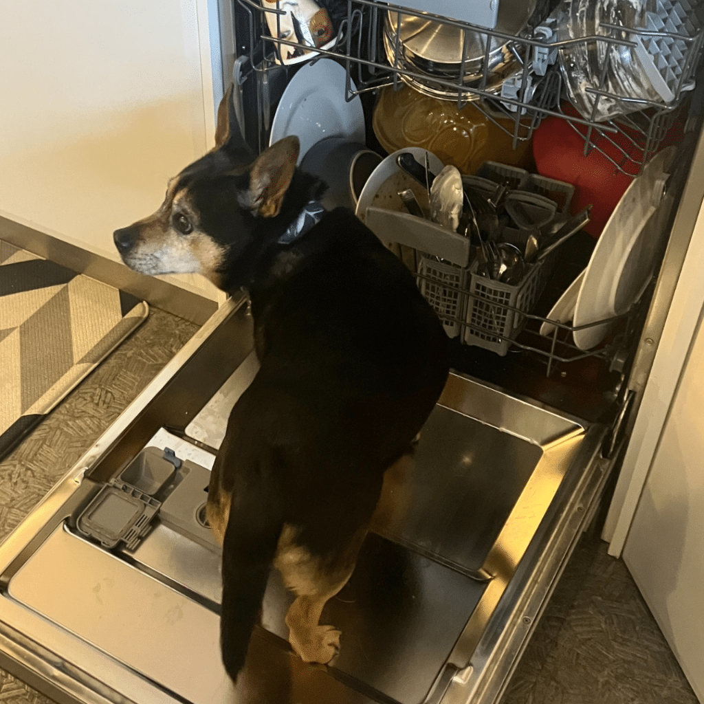 Boston invades the dishwasher