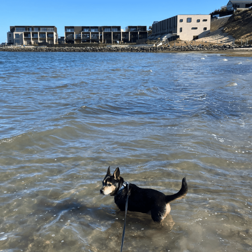 Boston enjoys a wade at the beach