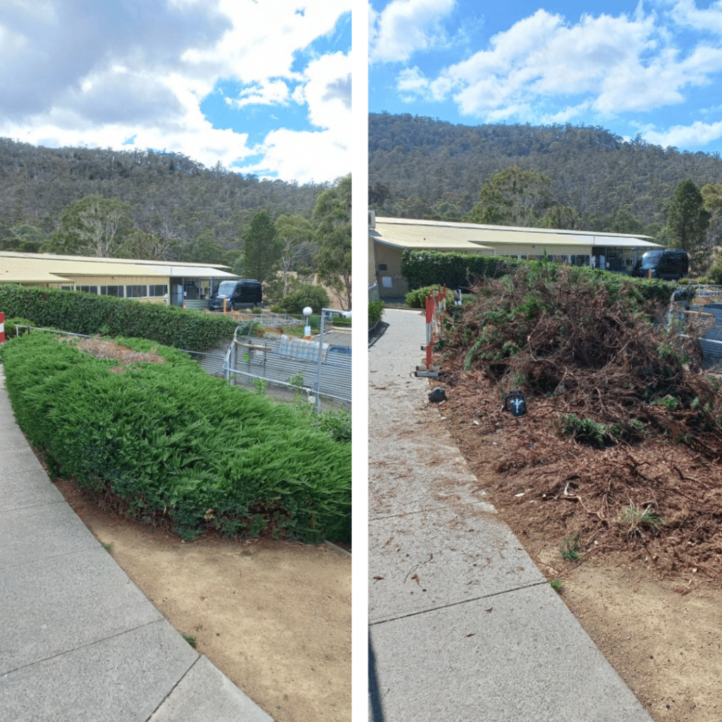 The snakey hedge at the Hobart Dogs' Home
