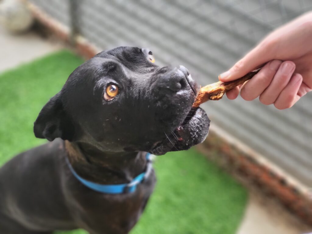 Rousey being given a fish treat