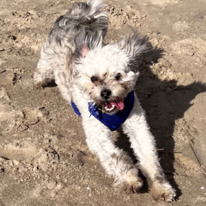 Elliott at the beach