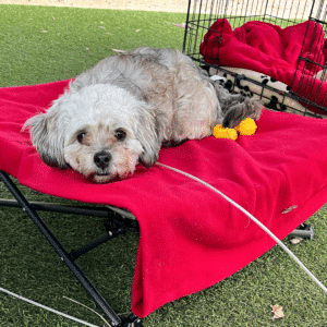 Elliott now lives a lux glamping life