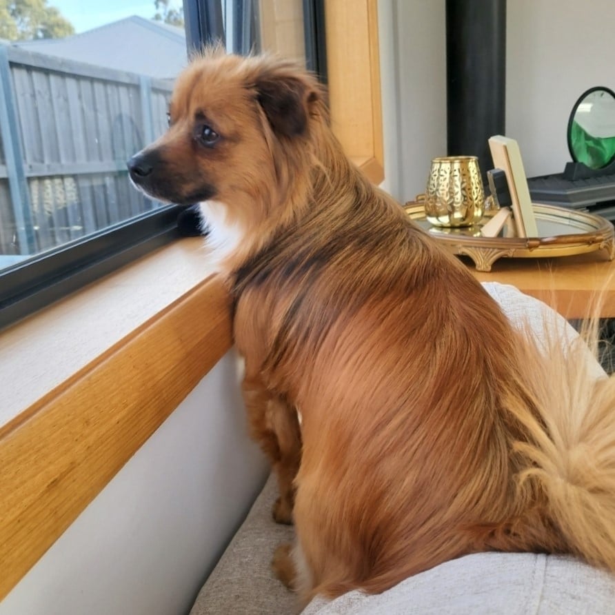 Gus looking out the window