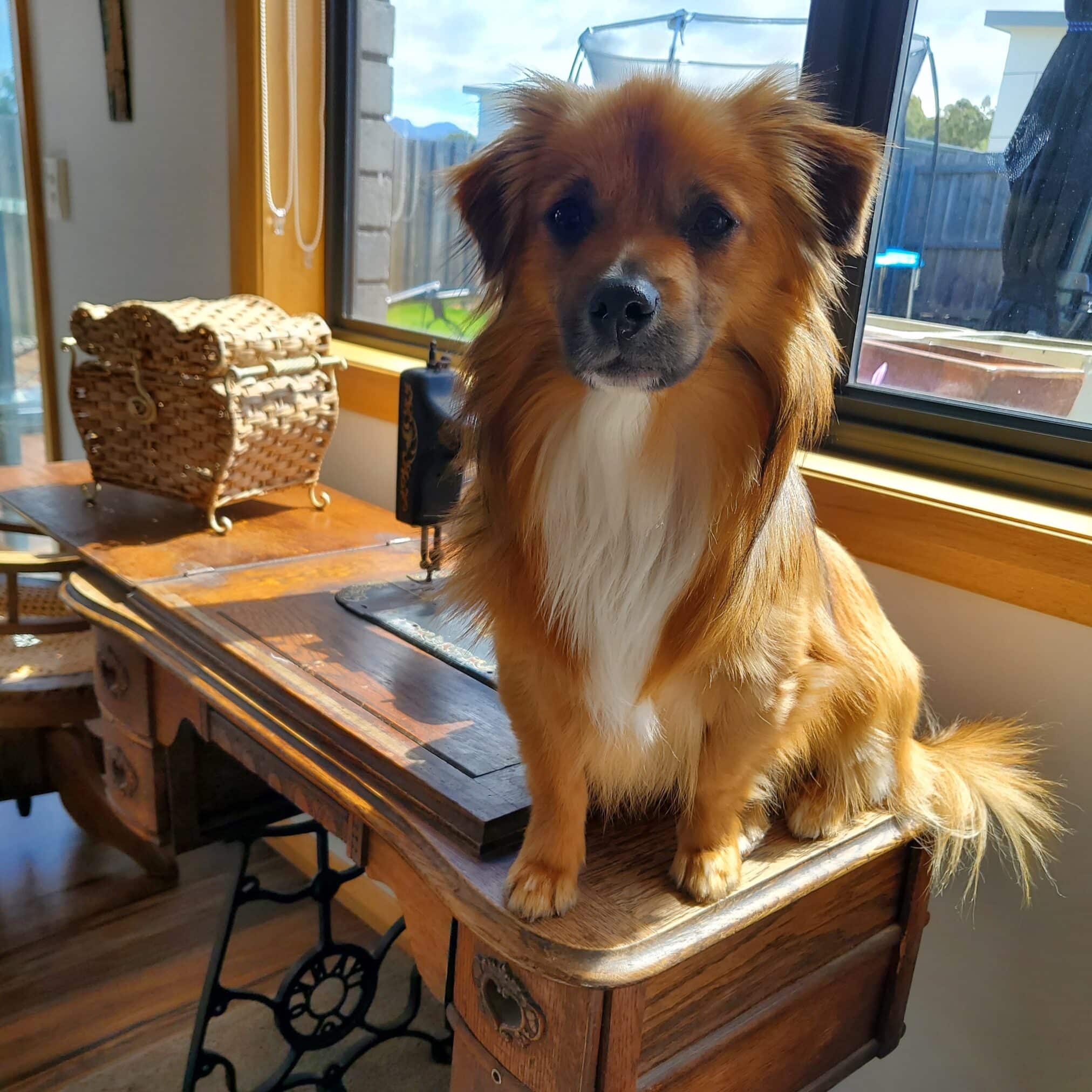 Gus on the sewing machine table