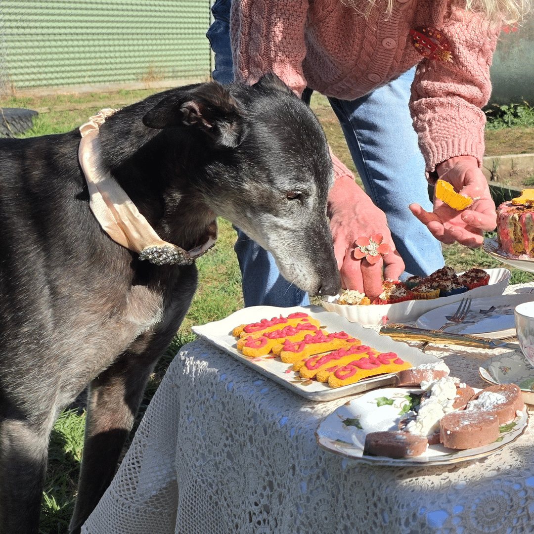 Tempted, but still a touch too refined to dive in. Belle considers her options.