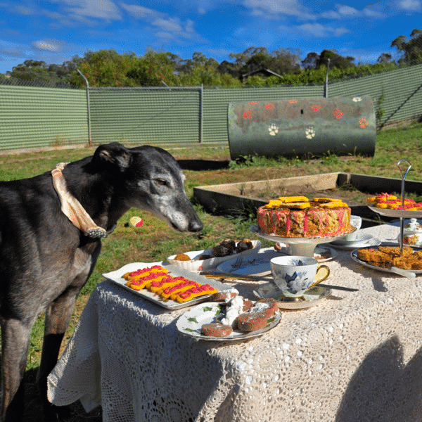 Decorum first. Belle surveys the high tea offerings like a true lady