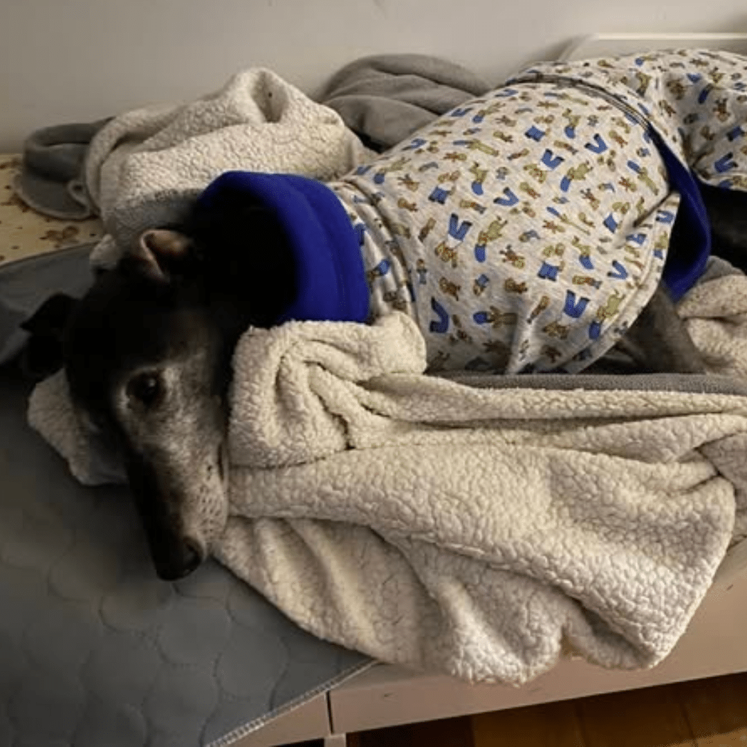 Homebody Belle in her Simpsons jumper — the perfect outfit for TV watching and winter snoozes.