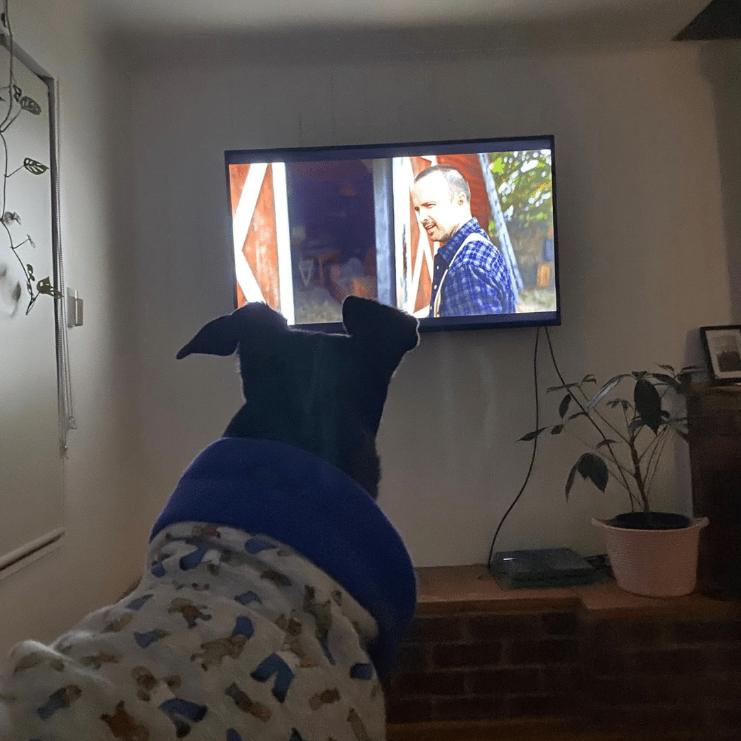 Belle's engrossed — possibly judging the character development. Greyhound Belle watching the TV.