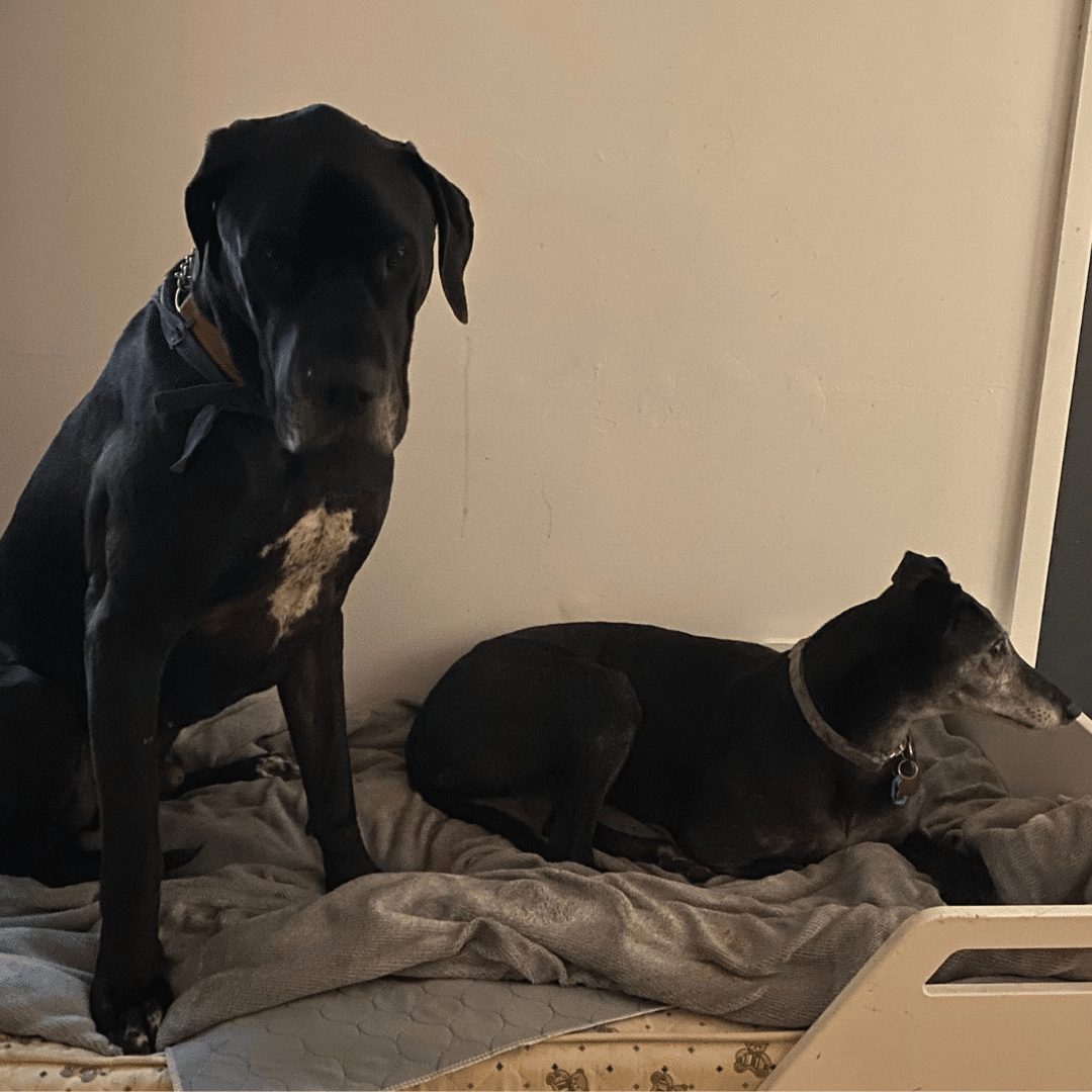 Bunk buddies. Greyhound Belle with her foster buddy.