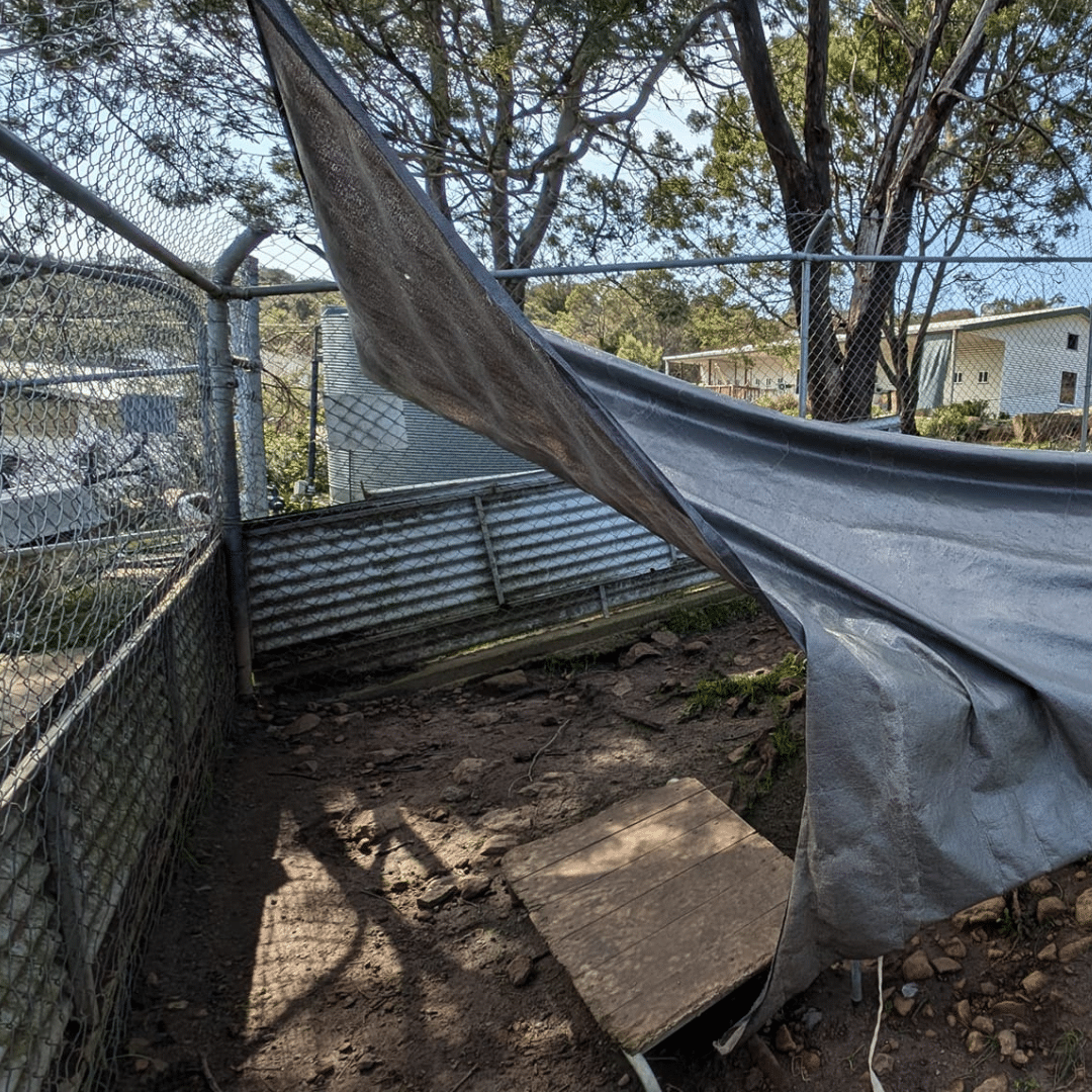 Launceston Dogs' Home yard prior to redevelopment