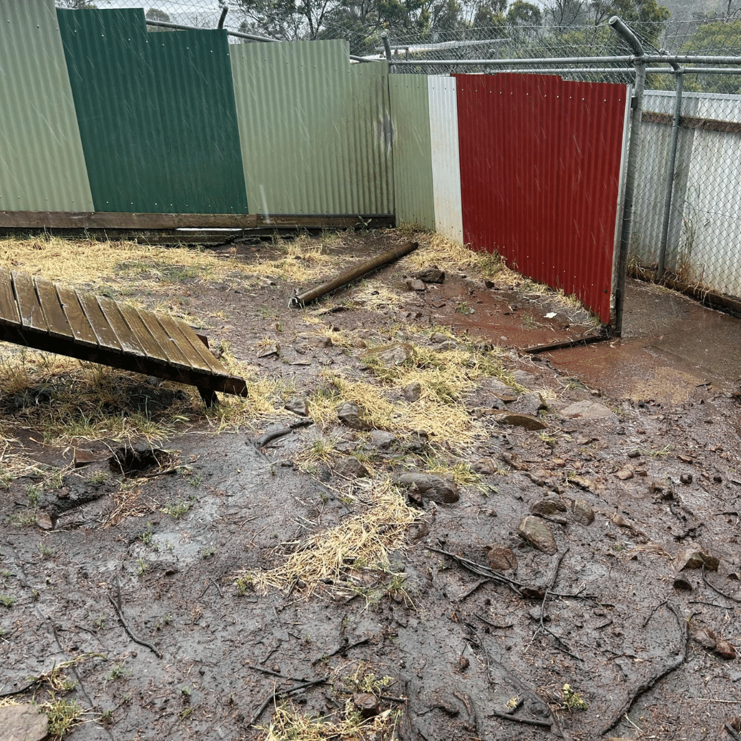 Launceston Dogs' Home yard prior to redevelopment