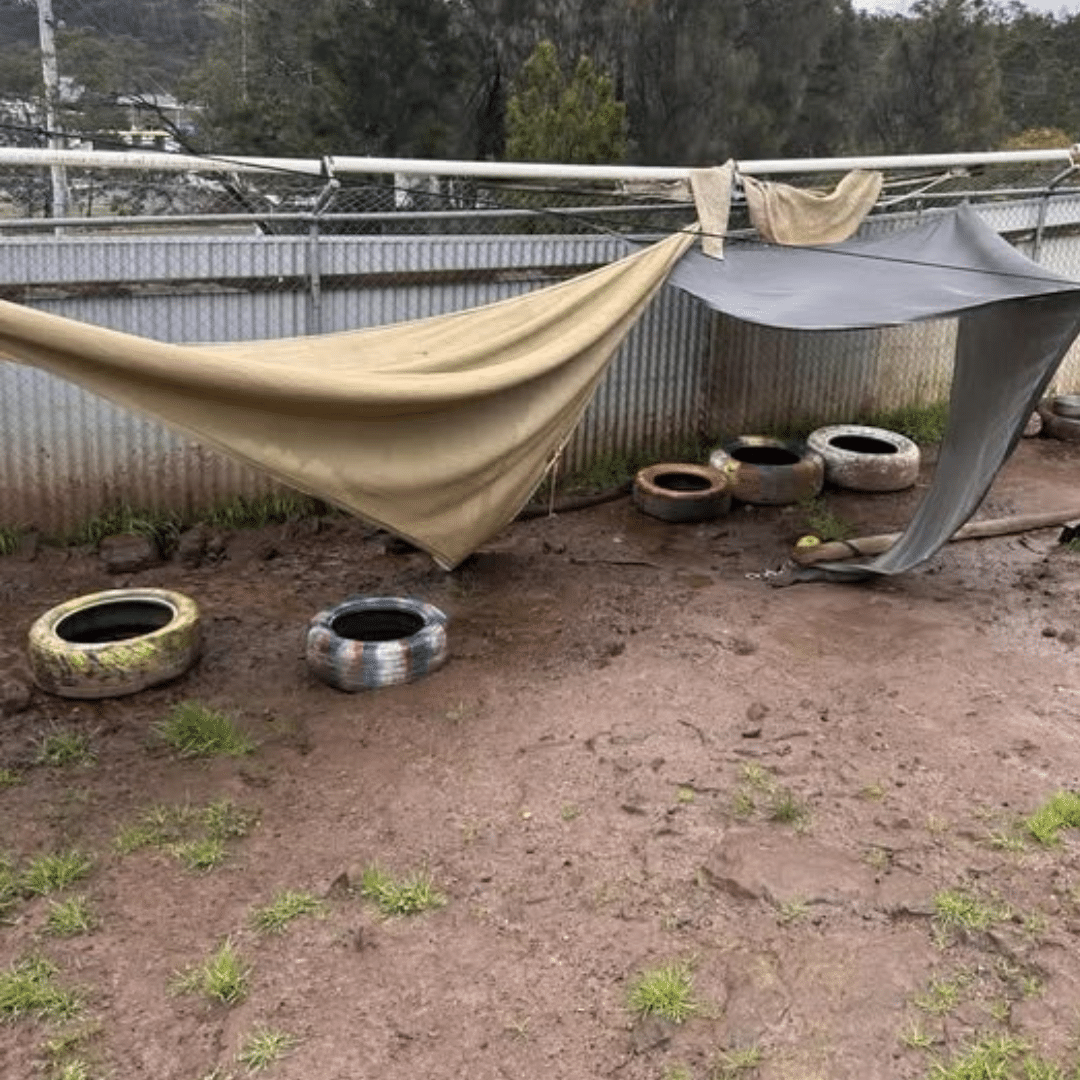 Launceston Dogs' Home yard prior to redevelopment