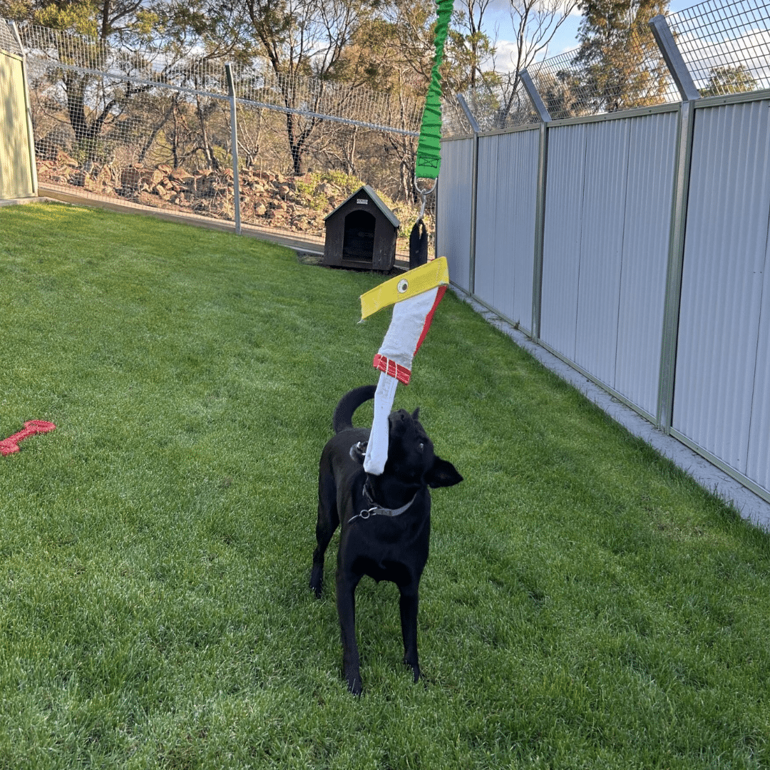 Bella enjoying New Launceston Dogs' Homes yards after development