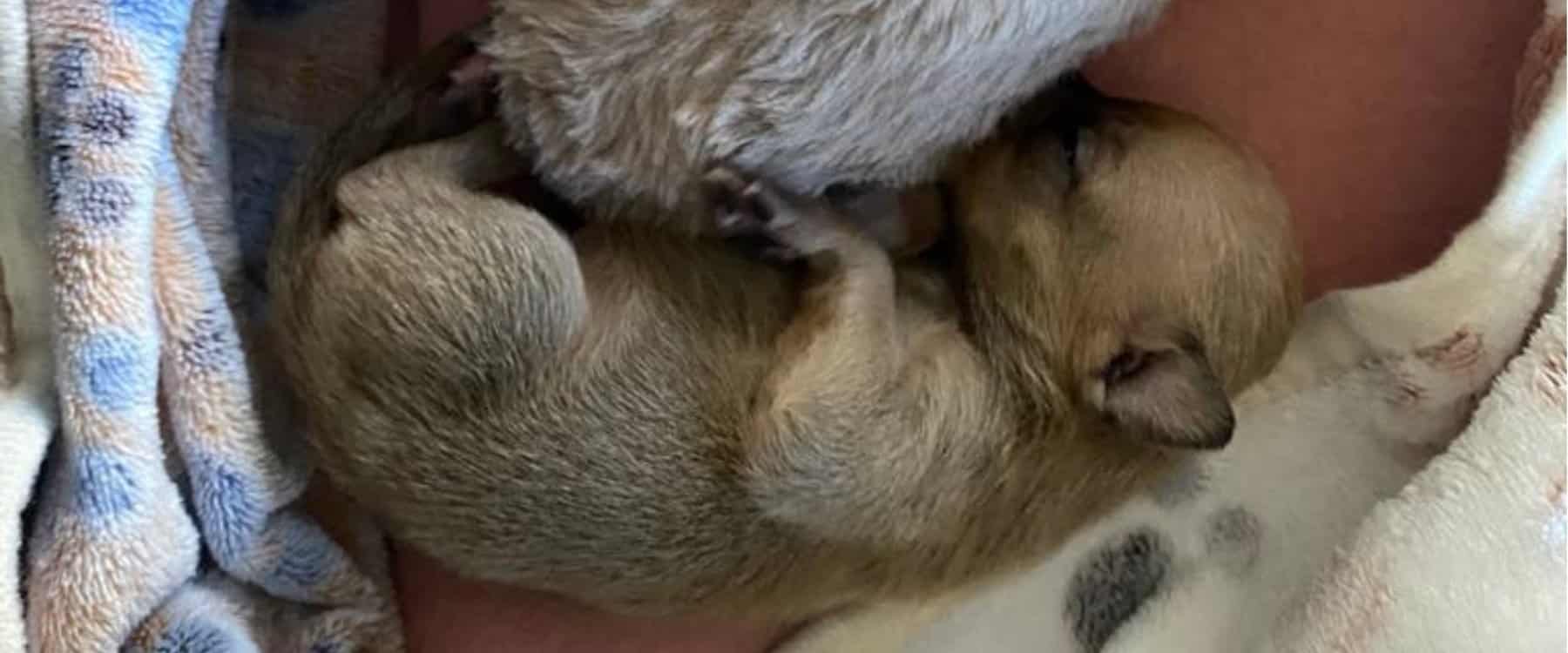 Blossie Care Timeline (2)