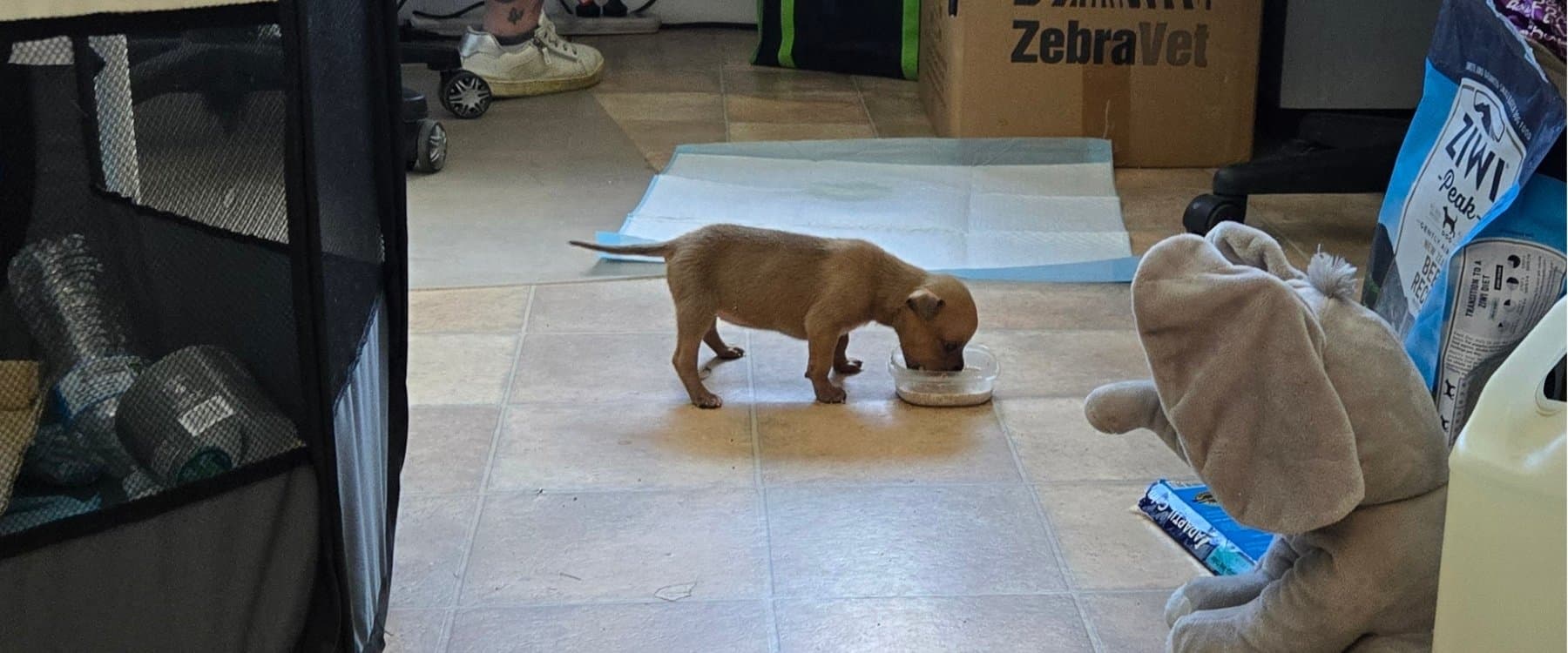 Blossie Care Timeline (4)