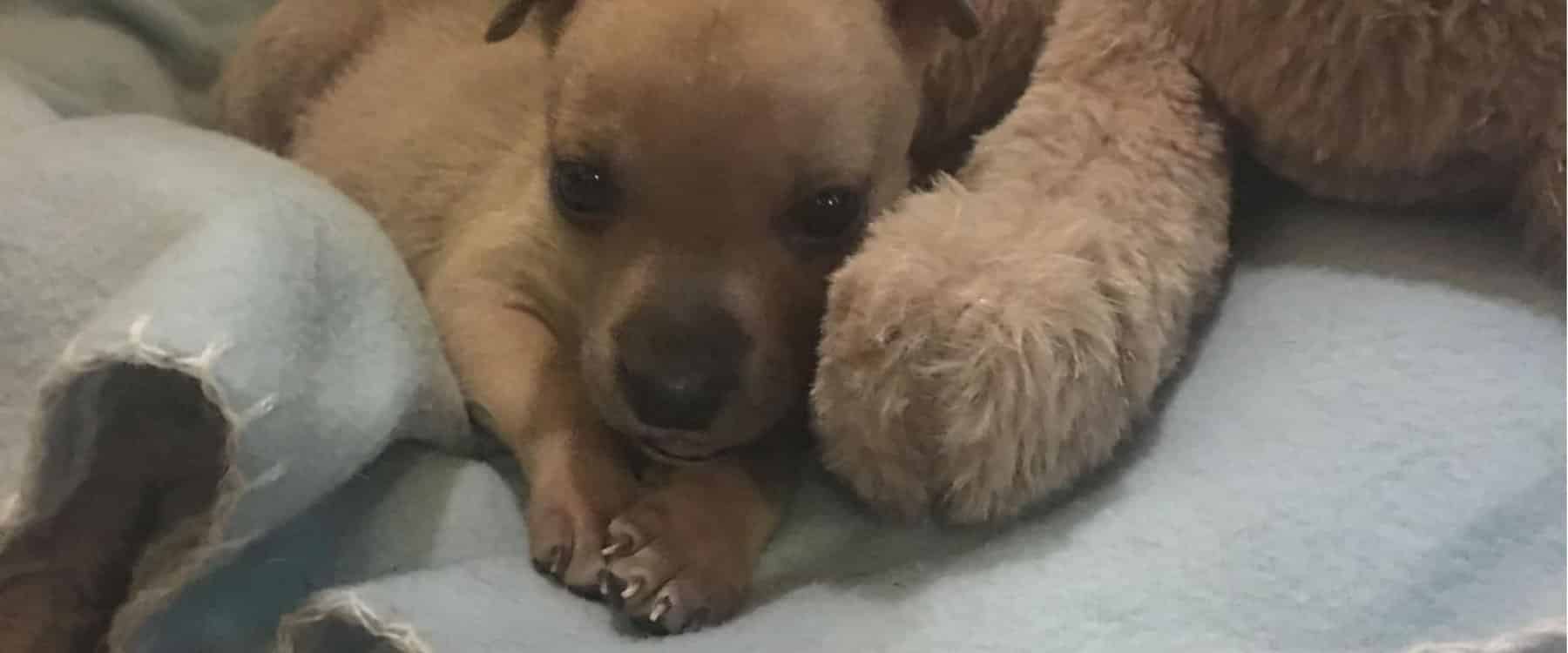 Blossie Care Timeline (5)