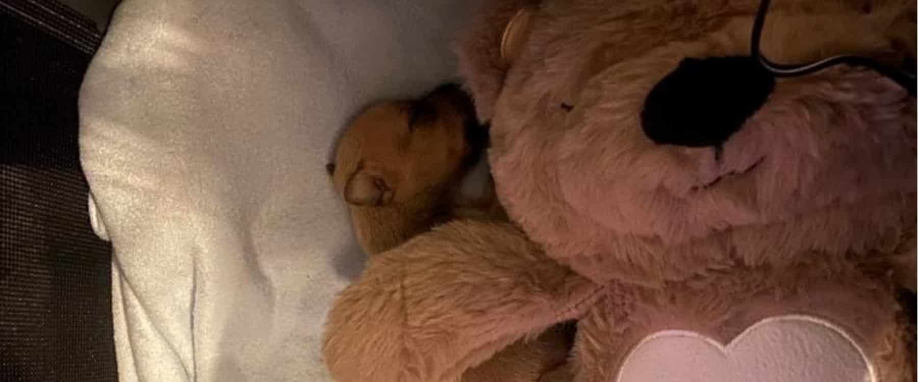 Blossie Care Timeline (6)