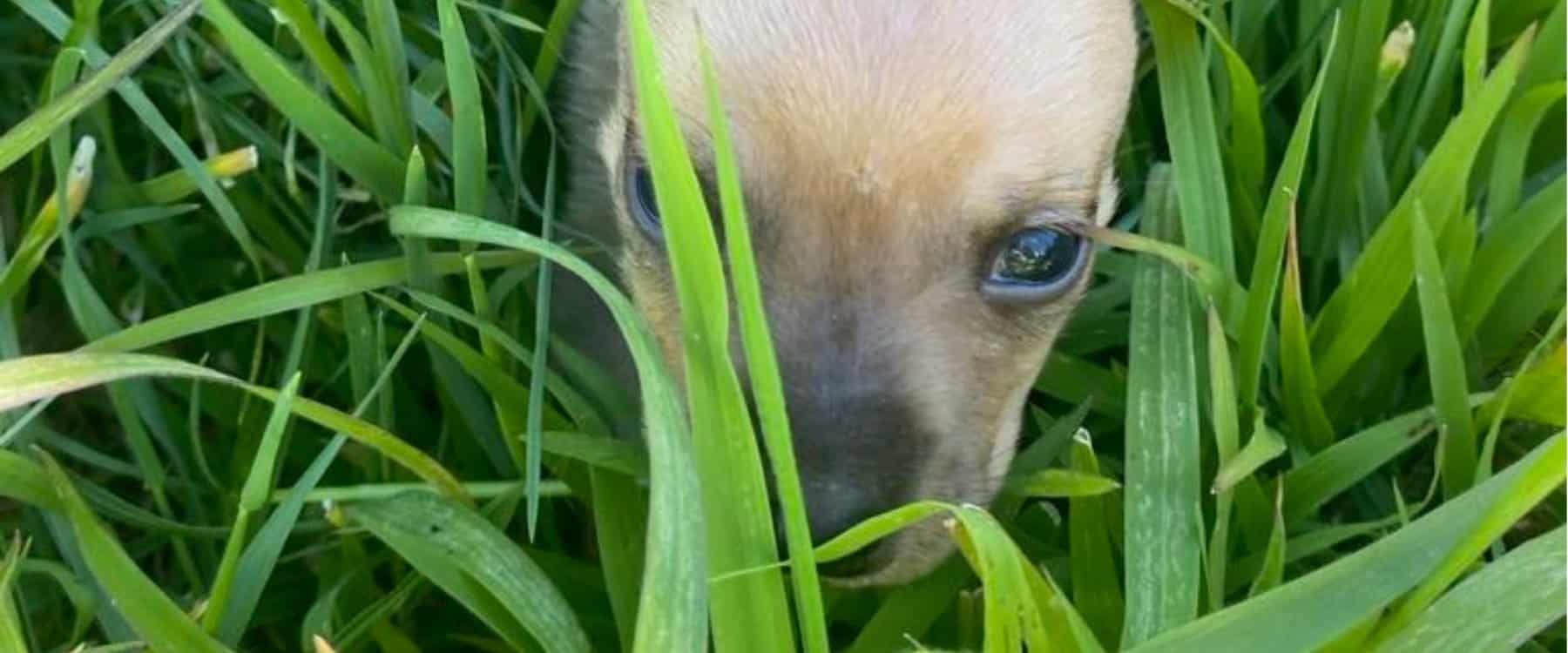 Blossie Care Timeline (7)