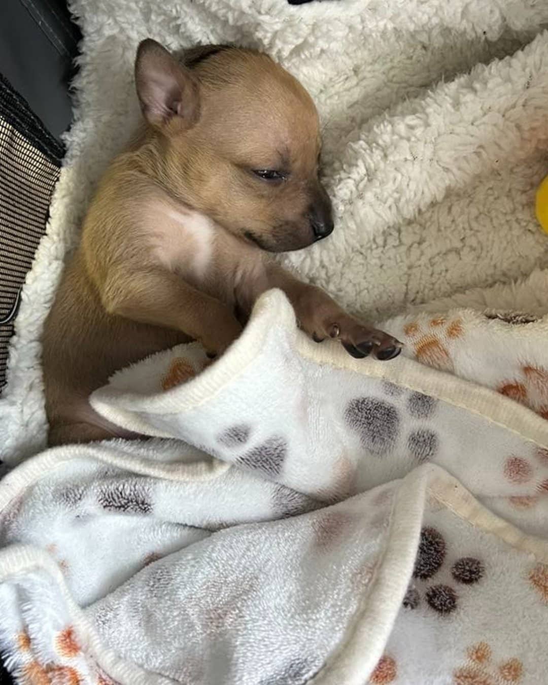 Blossie Recovery Journey (1)