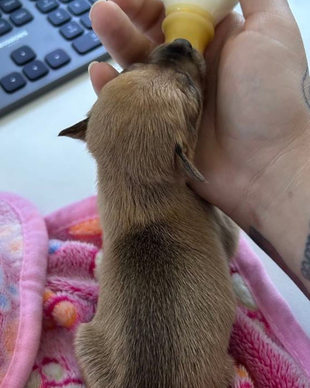 Blossie Recovery Journey (2)