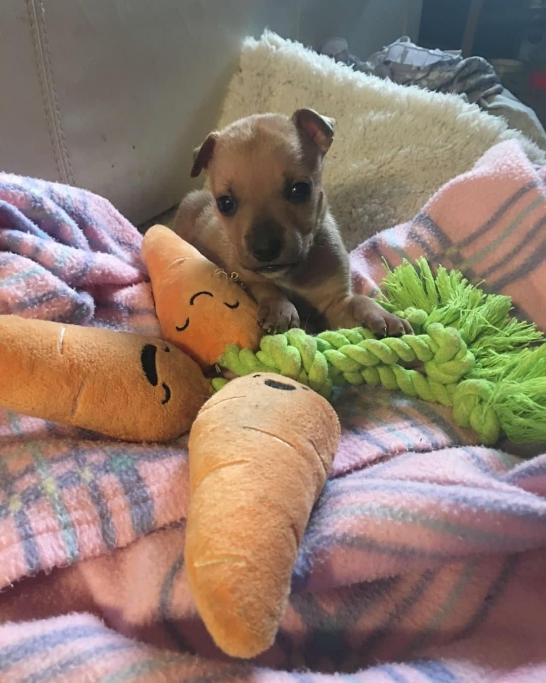 Blossie Recovery Journey (4)