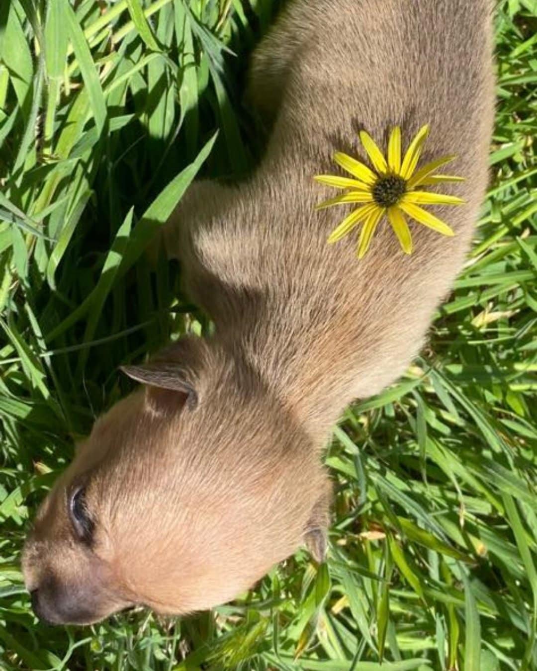 Blossie Recovery Journey (6)