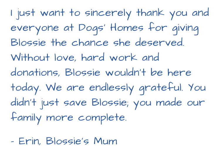 I just want to sincerely thank you and everyone at Dogs' Homes for giving Blossie the chance she deserved. Without love, hard work and donations, Blossie wouldn't be here todate. We are endlessly grateful. You didn't just save Blossie, you made our family more complete. - Erin, Blossies Mum