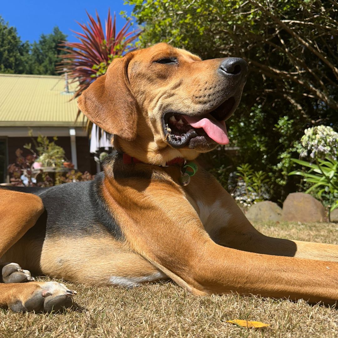 Copper looking happy in the sunshine