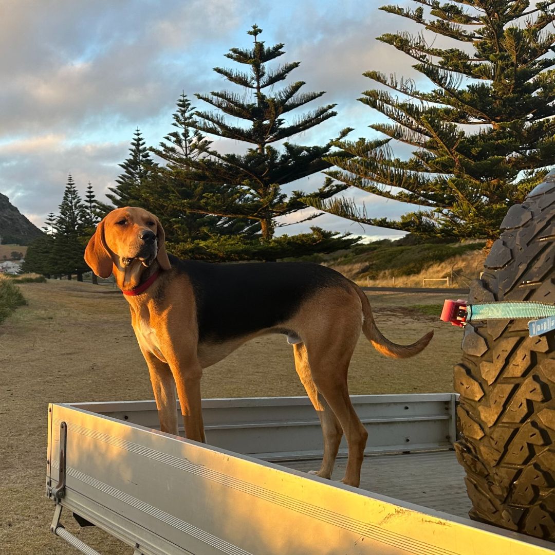 Copper loving life standing in the back of a ute