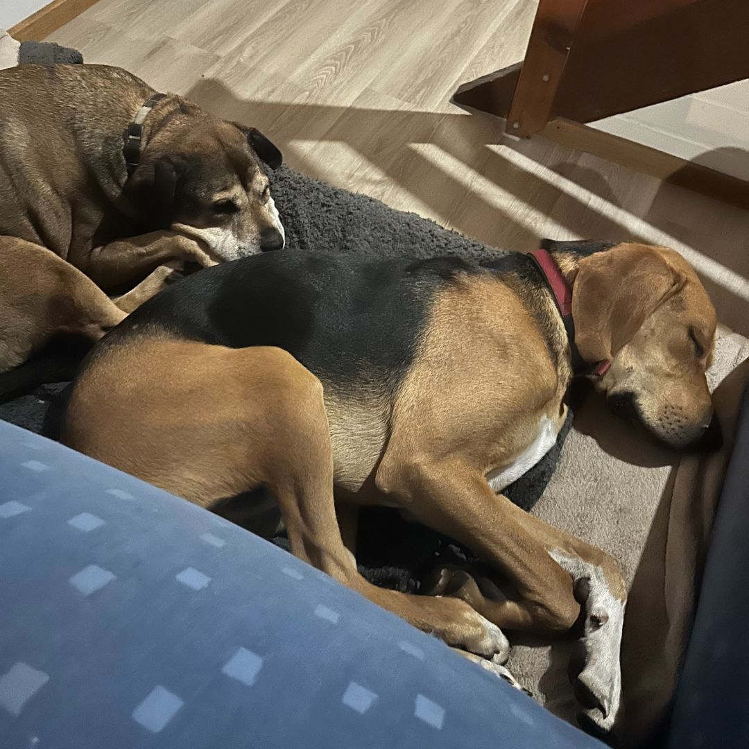 Copper and Roy snuggled up together asleep