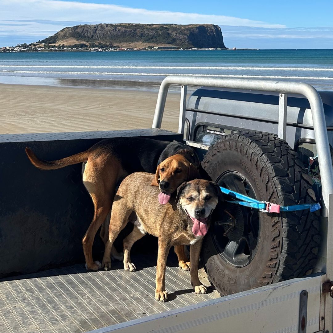 Copper in the back of the ute with best mate Roy