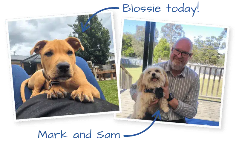 Two photos, one of Blossie growing up and one of CEO Mark Wild holding ambassadog Sam