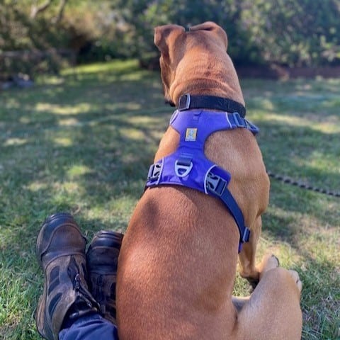Willow sitting on the grass with her back to camera